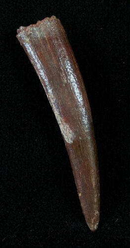 Pterosaur Tooth - Great Preservation #13926